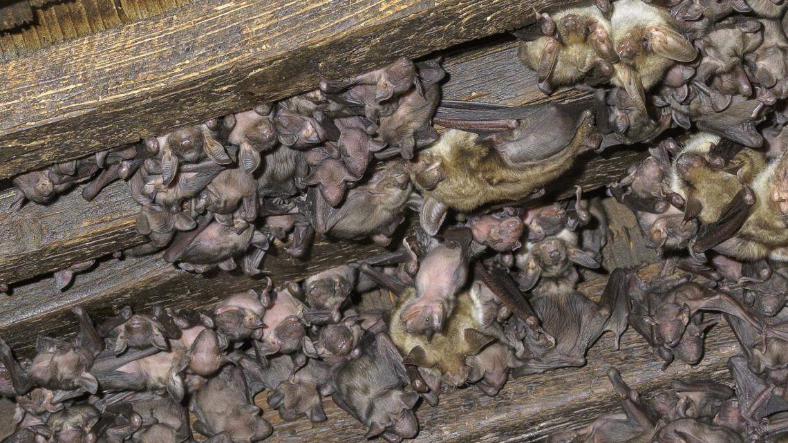 Mausohren können in Dachstöcken Kolonien von über 1'000 Tieren bilden.