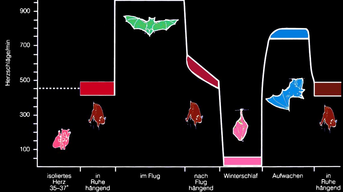 Herzschlagfrequenzen einer Fledermaus in Abhängigkeit ihrer Aktivität