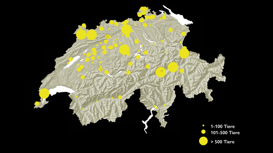 Rund 100 Wochenstuben gibt es noch in der Schweiz. Die meisten zählen weniger als 100 Tiere.