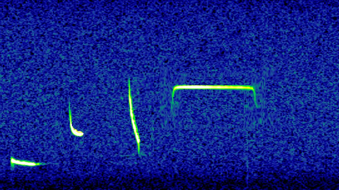 Spektrogramme: Verschiedene Fledermausarten erzeugen oft ganz unterschiedliche Rufe.