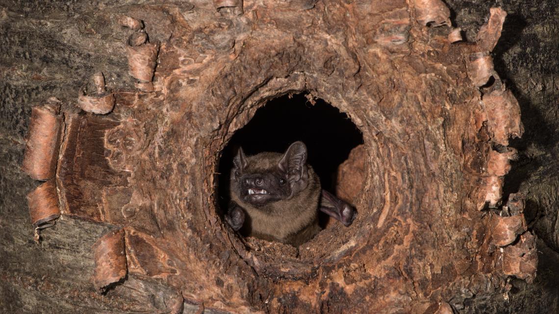 Grosse Abendsegler sind typische Baumhöhlenbewohner, so überwintern sie auch oft in geeigneten Baumhöhlenquartieren.