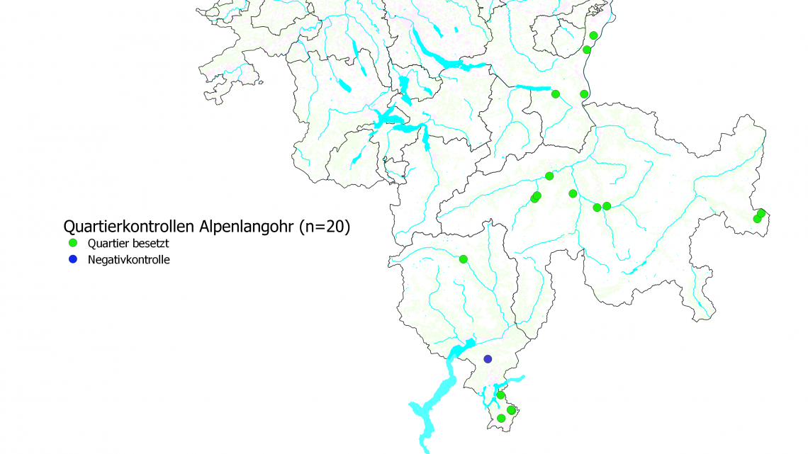 Die Verbreitung des Alpenlangohrs ist auf das Tessin und die warmen Nordalpentäler beschränkt. In den Erhebungsjahren 2020/2021 konnte, mit einer Ausnahmen, in allen Quartieren des Alpenlangohrs die Anwesenheit von Tieren festgestellt werden. 