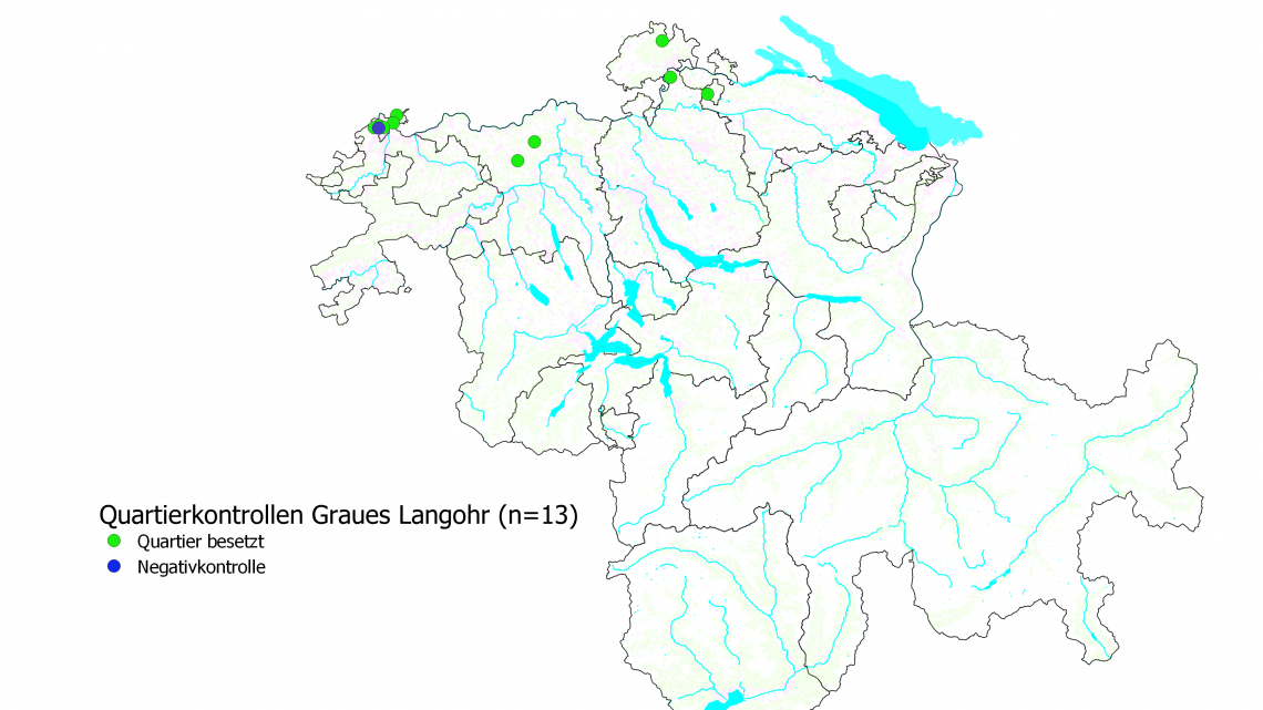 Das Graue Langohr ist in der Schweiz vom Aussterben bedroht. Es ist bei uns nur entlang des Jurabogens und seinen Ausläufern verbreitet. Aus dem Mittelland verschwand die Art bereits vor Jahrzehnten. In den Jahren 2020/2021 waren erfreulicherweise 12 von 13 kontrollierten Quartieren des Grauen Langohrs besetzt. 