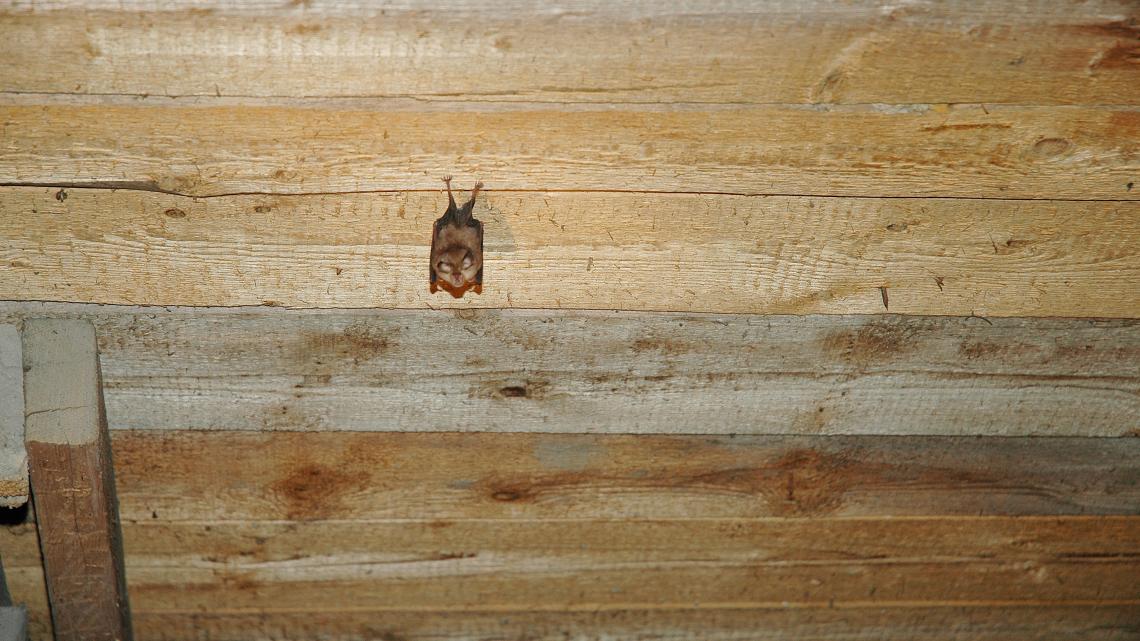Während viele Fledermausarten sich im Quartier dicht gedrängt zu einem Pulk zusammenfinden, hängen die Kleinen Hufeisennasen meist einzeln an der Decke, an Balken oder Mauervorsprüngen. 