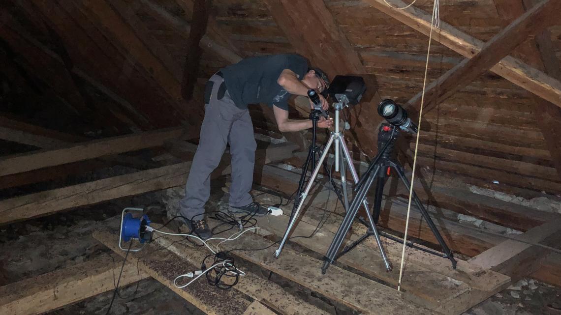 Im Dachstock installierte Infrarot-Kameras erlauben einen Blick in die Fledermauskolonie.