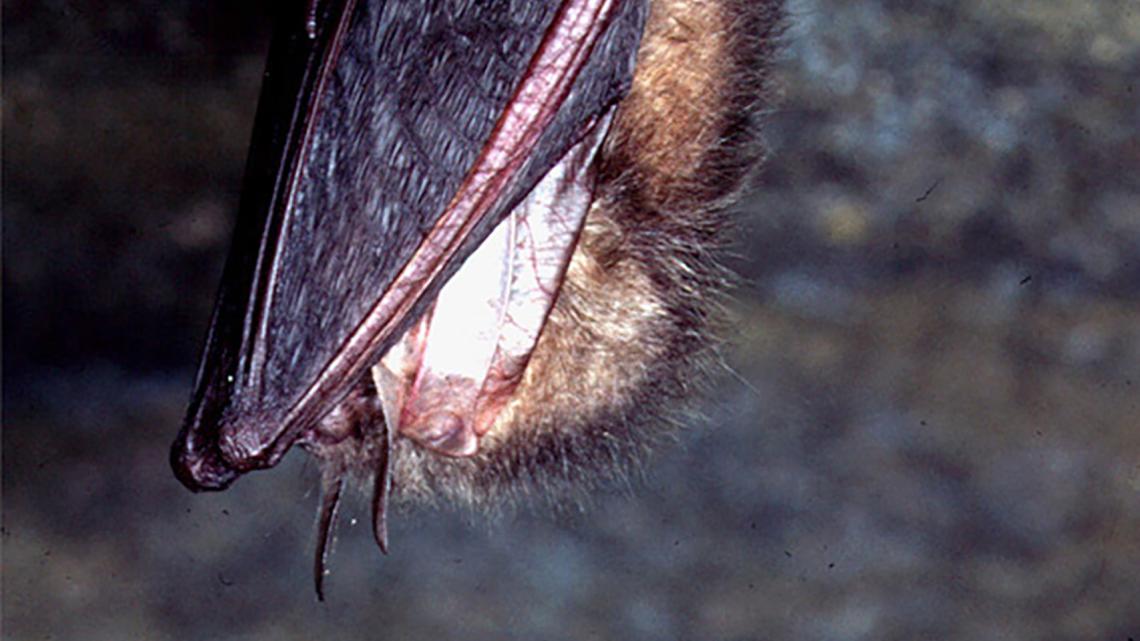 Eine winterschlafende Fledermaus (in der Abbildung ein Braunes Langohr) braucht bis zu 400 mal weniger Energie als eine Aufgeheizte.