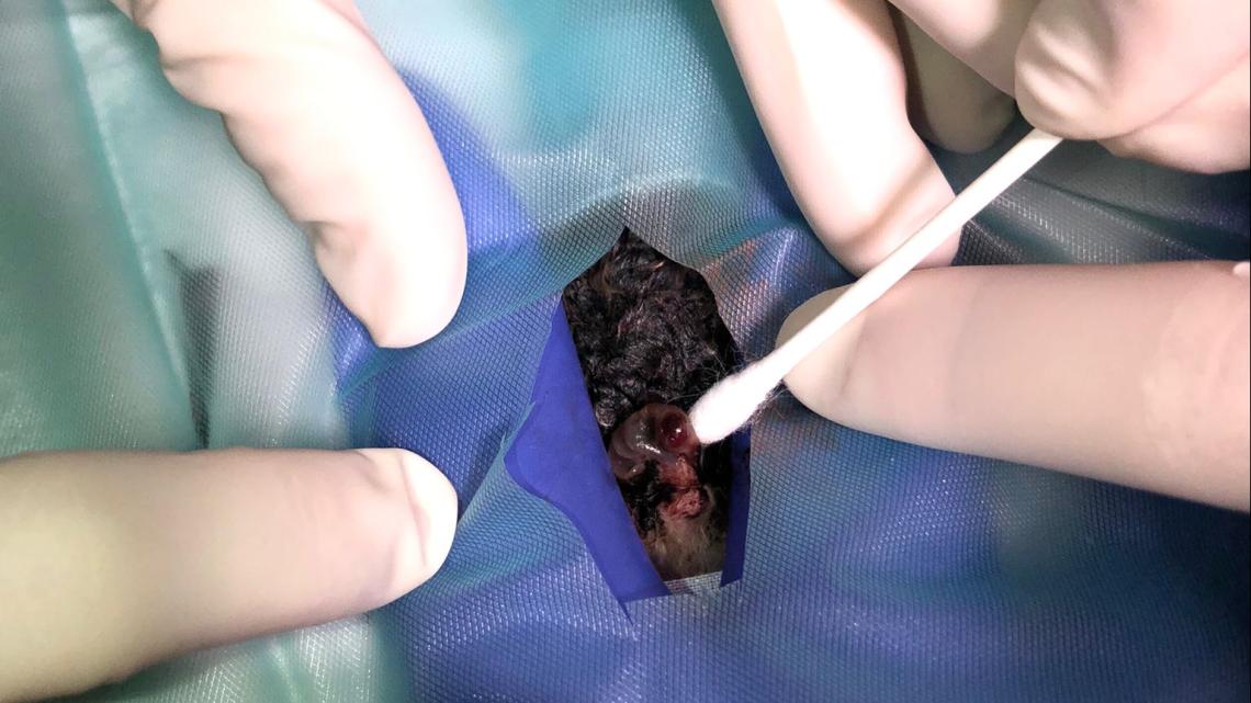 Grössere Eingriffe werden in Zusammenarbeit mit Spezialist*innen durchgeführt. Wie hier eine Operation in der Bauchhöhle bei einer Fledermaus.