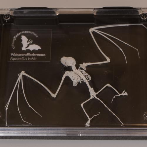 Skelett der Weissrandfledermaus aus dem 3D-Drucker