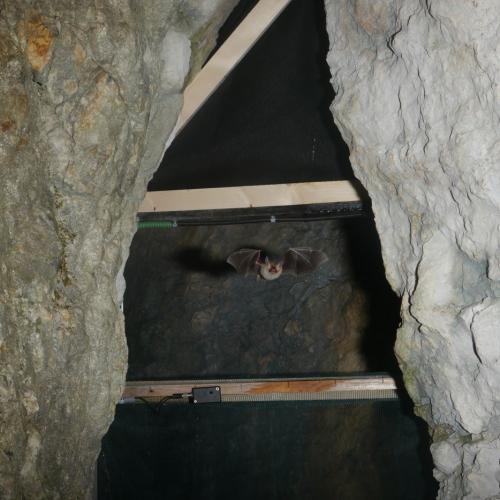 Bechsteinfledermaus an einem Höhleneingang