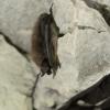 Auch die Wimpernfledermaus (Myotis emarginatus) hält ihren Winterschlaf in grösseren Höhlen – freihängend oder zurückgezogen in engen Spalten.